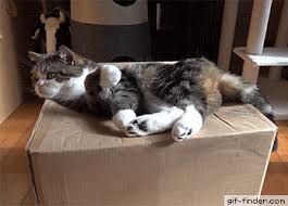maru and box find and share funny animated gifs chats adorables chats droles animaux droles