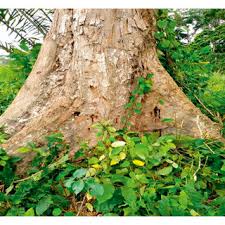 Image result for Terminalia superba