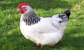 Check spelling or type a new query. Ultimate List Of Most Popular Chicken Breeds In Australia 2020