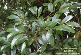 Image result for Trichocladus ellipticus