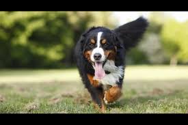 More images for bernese mountain dog puppies sacramento ca » Happy Tails Tana Daily Dog Tag