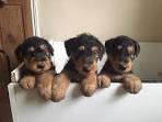 PuppyFind | Airedale Terrier Puppies for Sale