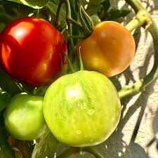 Bestseller #10 best boy tomato seeds. Better Boy Tomatoes Care Growing Guide