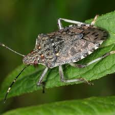 Versuche, türen und fenster geschlossen zu halten. Die Wanzen Kommen Oft Von Weit Her Industrieverband Agrar