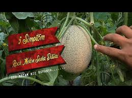We did not find results for: Cara Tuai Hasil Tanaman Rockmelon Rockmelon Youtube