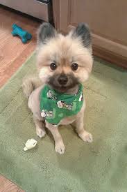 Pom shih tzu mix round head by joanne parker. Chihuahua Shih Tzu Yorkie Mix Shefalitayal