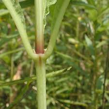 Image result for Hypolytrum pynaertii