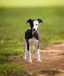 Puppy Whippet Whippet Puppies Greyhound Puppy Whippet Dog