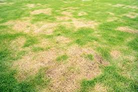 草坪出現裸露土壤2方法輕鬆恢復綠草茸茸| 堆肥| 雜草| 草坪禿頂| 大紀元