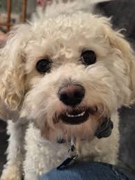 Introduction and photo of tnr clown cat