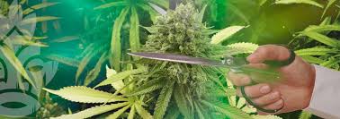 Die letzte düngergabe sollte im september mäßig erfolgen. Wie Man Cannabispflanzen Fur Mehr Trichome Dungt Und Stimuliert Zativo
