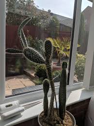 Cactuses, or cacti, are rather slow growers and can take years to show significant growth. Bargain Find At My Local Garden Centre But Needs Help Random Growth Spurts Have Left It Very Top Heavy With Little Support Except For A Cane How Can I Help This Beauty