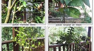 Tongkat ali adalah sejenis tumbuhan saka yang mempunyai batang lurus yang tumbuh menegak keatastanpa bercabang seperti pokok lain. Pokok Tongkat Ali Hitam Kujie2 Com