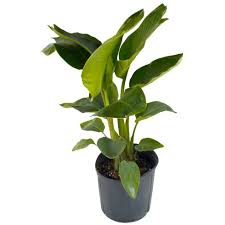 We did not find results for: 10 Bird Of Paradise Plant With White Blooms National Plant Network Target