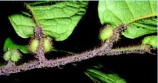 Image result for Antherothamnus