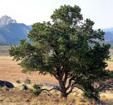 Pine Oil In Its Many Varieties Might Be Among The Most Common And Recognized Household Fragrance So Popular Is This Sierra Vista Landscape New Mexico Homes