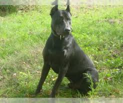Dog breeder directory @ puppyfind.com. Canis Panther Verified Dog Breeders In New York Usa Page 1 10 Per Page Puppyfinder Com