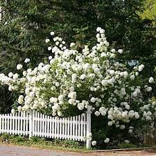Flowering bushes are one of my favorite things about my garden because they add beauty to an area without needing too much maintenance. Top 10 Fast Growing Shrubs Recommended Plants To Consider Pyracantha Co Uk