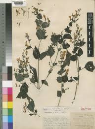 Image result for Isoglossa multinervis