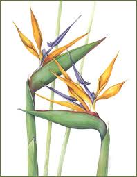 Watercolor Bird Of Paradise Painting Bird Of Paradise Botanical Illustration Google Search Botanical Watercolor Birds Of Paradise Flower Botanical Painting