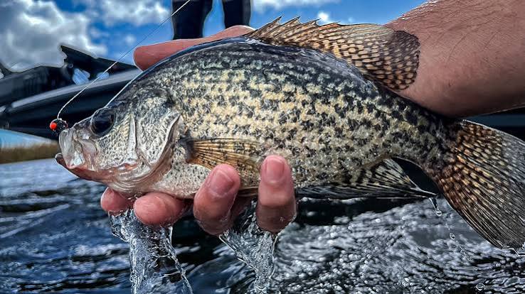 What Science Says About Black Versus White Crappie - Wired2Fish