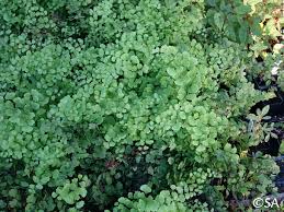 Image result for Adiantum capillus-veneris