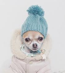Hoy Hace Un Frio Que Pela Abrigaos Bien Amigos Que Hay Que Llegar A Nochevieja En Plena Forma Buenos Dias It S Cute Chihuahua Cute Dogs Chihuahua Love
