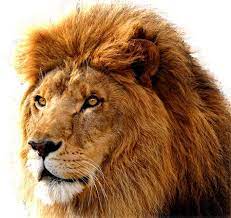 Lion Png Image Free Image Download Picture Lions Lion Images Lion Head Tattoos Lion