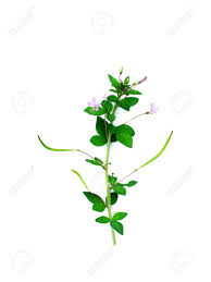 Image result for Cleome rutidosperma
