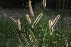 Image result for Setaria parviflora