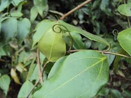 Image result for Strychnos matopensis