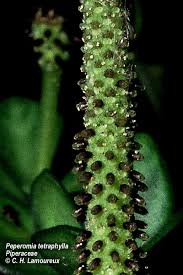 Image result for Piperaceae