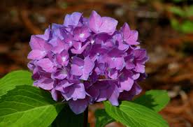Hydrangea macrophylla 'let's dance blue jangles'. Changing Hydrangea Colors On A Rhapsody Blue