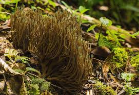 Image result for Ramaria stricta