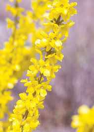 We did not find results for: Https Www Minotdailynews Com Life Living 2021 04 Dress Up The Landscape With Spring Flowering Shrubs