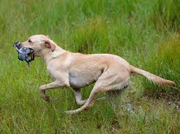 Sort labrador 3år gammel uden stamtavle tilbydes til parring for 2500kr. Formel 1 Labrador Hvad Er Det