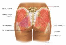 Non-surgical Buttock Augmentation - Rejuvenation Resource