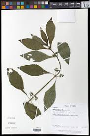 Image result for Achyrospermum ciliatum