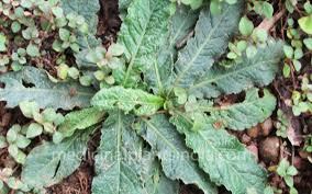 Image result for Elephantopus scaber