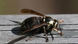 We did not find results for: Baldfaced Hornet University Of Maryland Extension