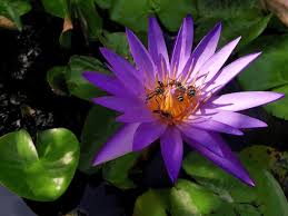 Image result for Nymphaea nouchali