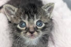 ‪Why Cats Have Slit Pupils and Green Eyes: A Look at Feline Eye Evolution -  The Animal Medical Center‬‏