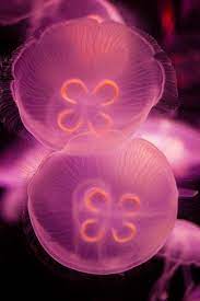 However, you can see the moon on the night of the 18th in all its glory, shining brightly in the sky. Moon Jelly Jellyfish Jellyfish Deep Sea Creatures Ocean Creatures
