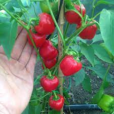 Bell peppers grow during the warm summer months when. Pepper Miniature Red Bell Deep Harvest Farm