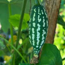 Image result for Lagenaria abyssinica