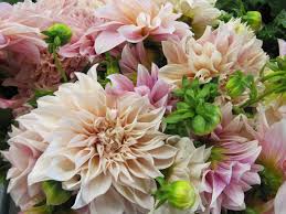 We did not find results for: Florist In San Francisco
