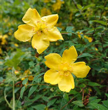 Image result for Hypericum humbertii