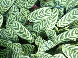 Check spelling or type a new query. Ctenanthe Burle Marxii H Kenn Encyclopedia Of Life
