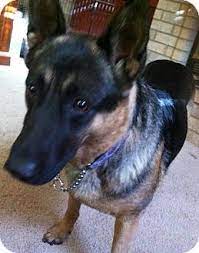 Owner shana stamey, 35, said that their white german shepherd, gypsy, gave birth to a litter of eight pups on friday morning. Sarah S Story Sarah Has Had A Little Training Already But She Will Need A Lot More Once She Finds Her Forever Home She Is Great Wit Dog Adoption Dogs Pets