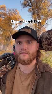 Unusual Wildlife Photography Encounter: Moose-Elk Hybrid?